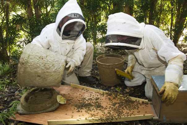 20160628_BeeKeeping_012.jpg