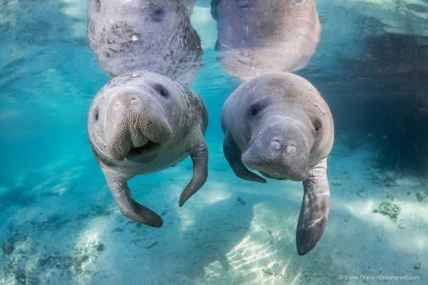 cute manatees, Caption: For prime manatee watching, head to Blue Spring State Park or Homosassa Springs Wildlife State Park.