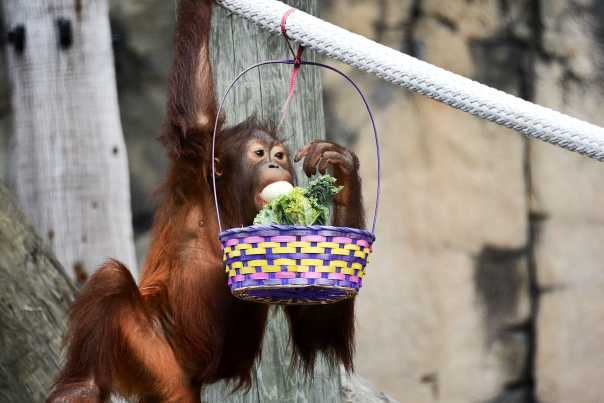 Easter%20Egg%20Hunt%201%20(c)%20Lowry%20Park%20Zoo_Courtesy%20of%20Visit%20Tampa%20Bay.jpg