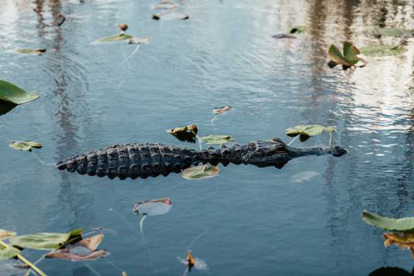 Everglades-National-Park-Alligator-01-(ParadiseMedia).jpg