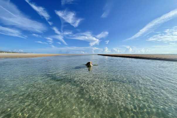 dog in clear water, Matanzas Inlet, St. Augustine