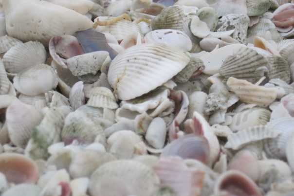 Fun%20Facts_Sanibel_(c)%20Wiebke%20Flegel-Wulf.jpg