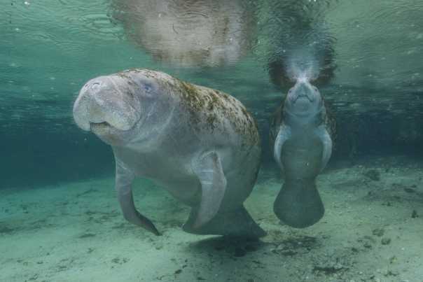 MANATEES%20THREE%20SISTERS%20SPRINGS%20CRYSTAL%20RIVER%20(Carlton%20Ward).jpg