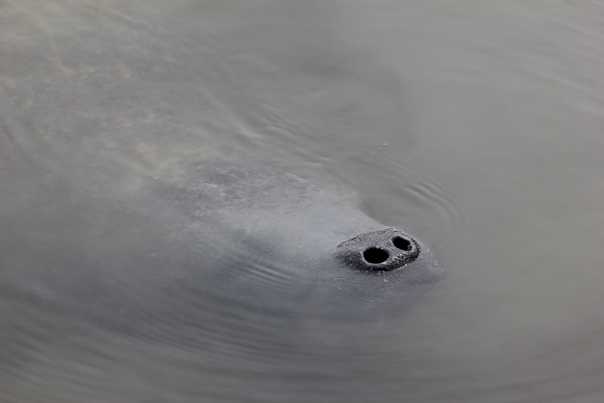 Manatee%20Captiva_(c)%20Wiebke%20Flegel-Wulf.jpg