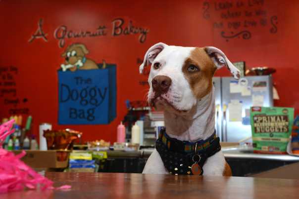 PET-FRIENDLY%20FLORIDA%20DESTIN%20DOGGY%20BAG.jpg