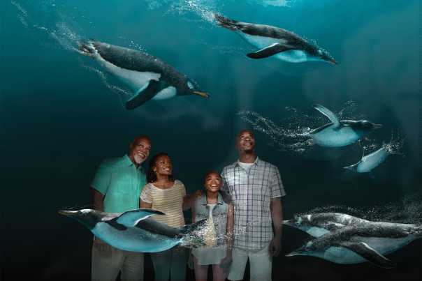 SeaWorld, family watching penguins swimming underwater