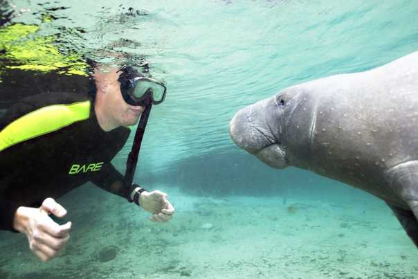 A man on a manatee snorkeling trip in Crystal River, FL, get up close and personal with a manatee