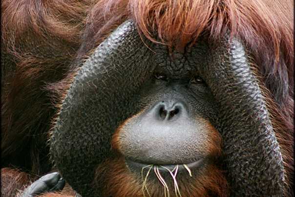great-apes-sanctuary-photo-orangutan-linus.jpg