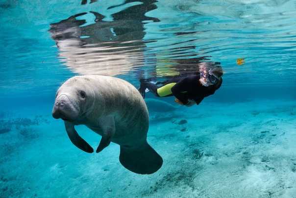 manatee-swim-credit-visitcitrus-image-mclaren-family.jpg