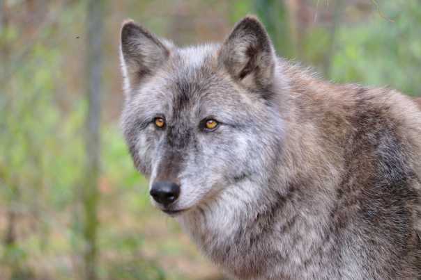 shy-wolf-sanctuary-education-and-experience-center.jpg