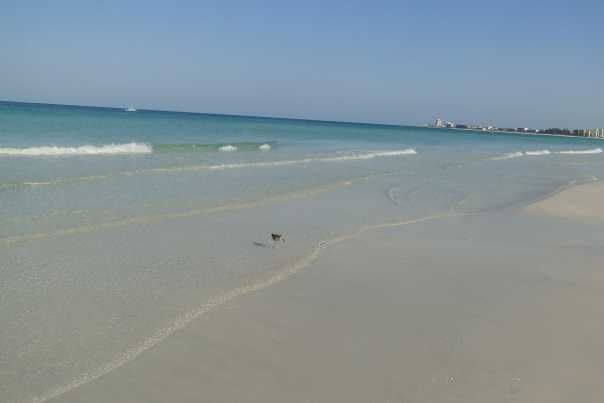 siesta-key-and-eight-more-florida-beaches-are-tripadvisor%E2%80%99s-top-picks-tjaden-photo-4-3-13headline.jpg