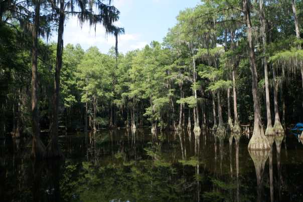tallahassee-museum-cypress-trees-wildlife-image-mclaren-family-080113.JPG