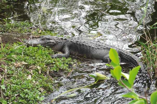 wusstet-ihr-schon-wiebke-german-insider-photo1-alligator-112213.jpg