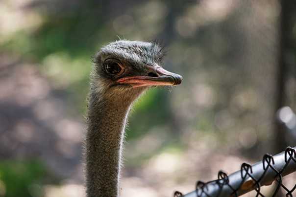 an ostrich named Andy at Hardee County Wildlife Refuge