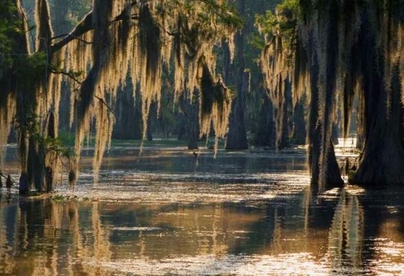 Swamp on the Mississippi Gulf Coast