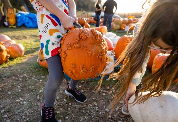 A close up of a large pumpkin within a large pumpkin patch. A young girl with a colorful shirt is picking it up.