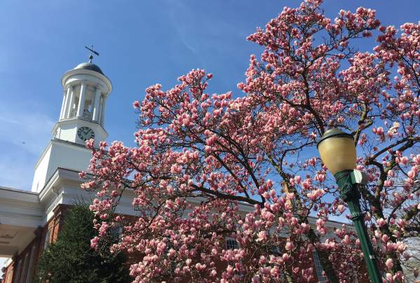 Cherry blossom tree with street light in Carlisle