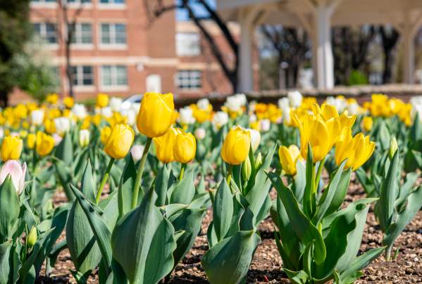 6 Mother's Day Weekend Activities in Fort Collins