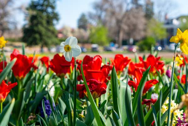 Experience Fort Collins in Bloom