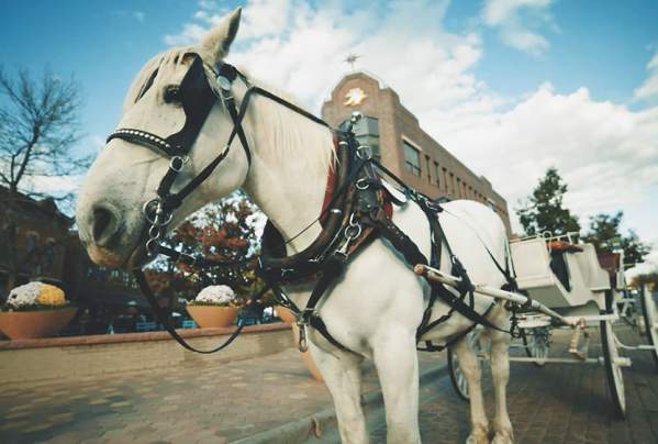 Horse-Carriage-Tour