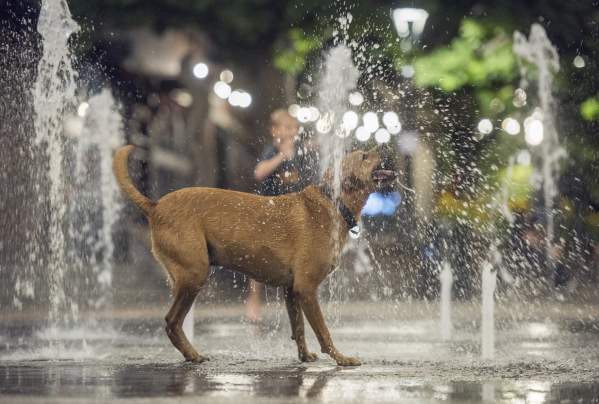 Summer Dog in Splash Pad