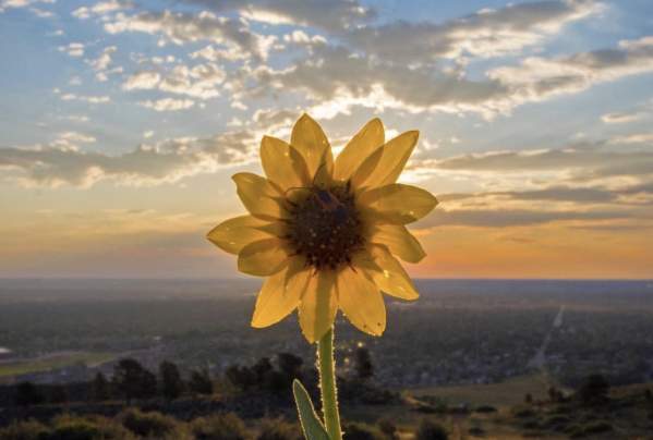 flower eclipse itsbentumnus