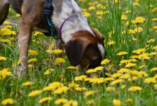 5 Tips on Visiting Fort Collins With Your Dog