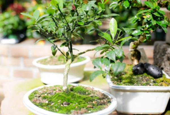 Bonsai Class at Breckenridge Brewery