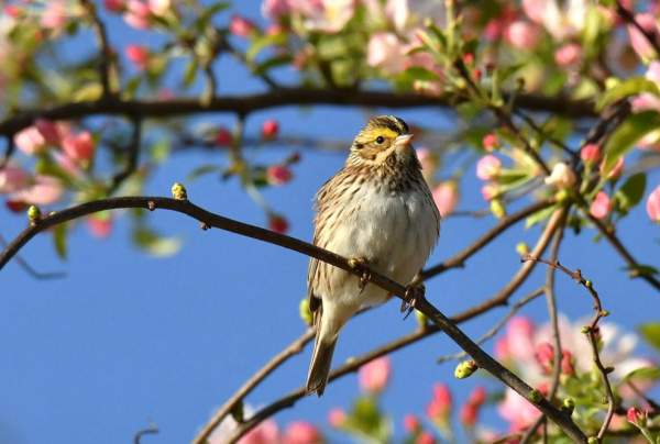 Birding for Beginners