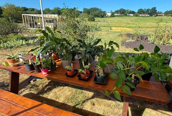 13th Annual Plant Sale