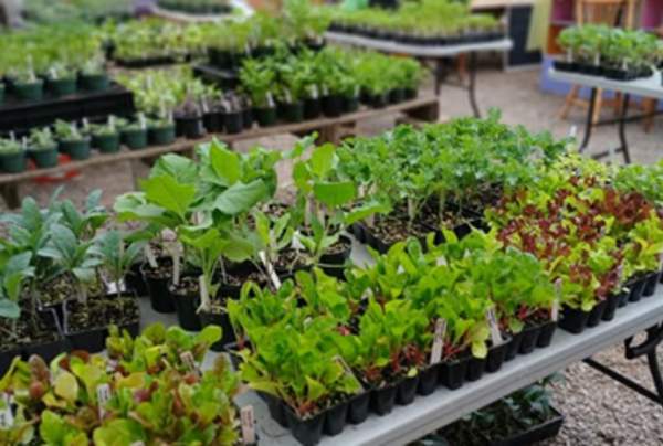 Plant Sale at Mapleville Farm