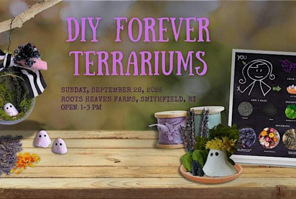 Lavender and Lore:  DIY Forever Terrariums