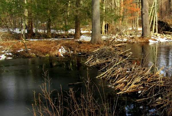 Blackstone Heritage Corridor Spring Hike at Hawkins Pond
