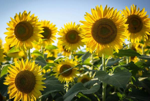 Butterfly Farm's Sunflower Fest