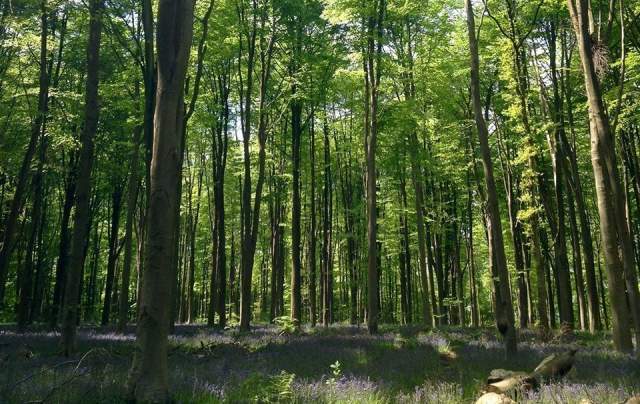 high weald national landscape bluebell woods