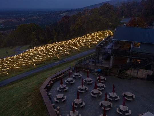 Vines at Bluemont Vineyard covered in holiday twinkle lights