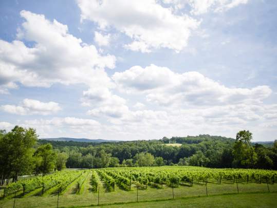 Cana Vineyards and Winery of Middleburg