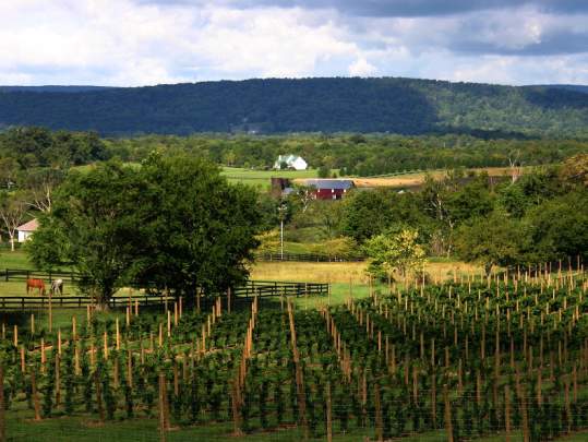 Sunset Hills Vineyard