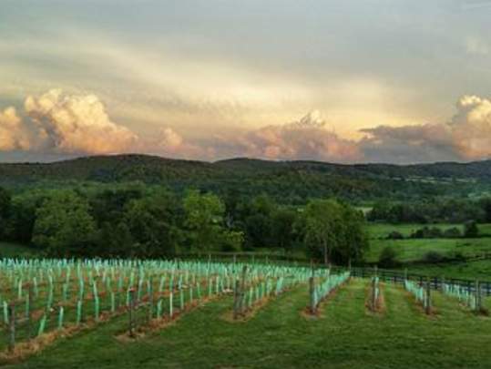 50 West Vineyards