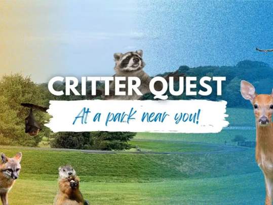 Quest for Critters