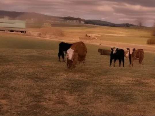 Cowpoke.