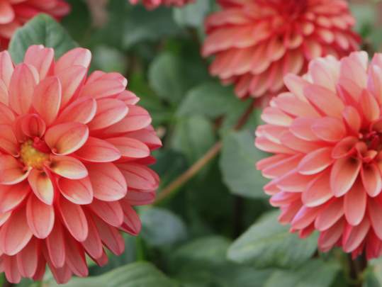 Dahlia Days at Hope Flower Farm and Winery