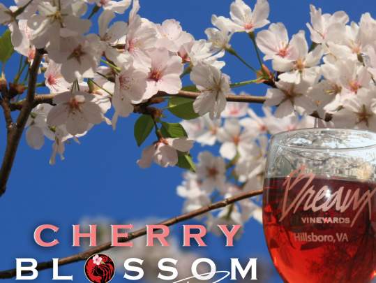 Cherry Blossom Festival Kick-Off