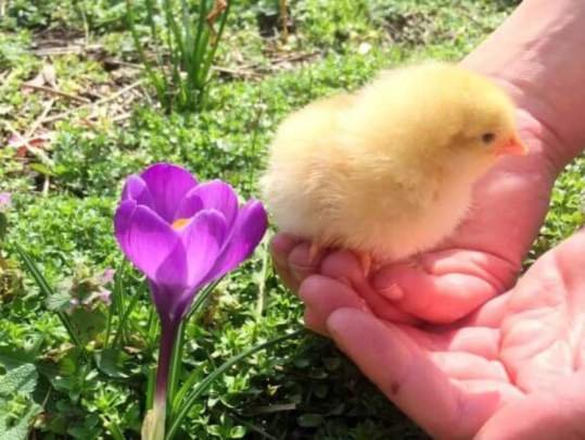 Chick Raising Program