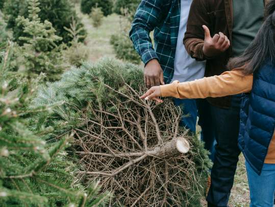 Christmas Tree Recycling