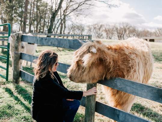 A Cozy Luxury Picnic + Highland Cow Experience,  in the Ridgetop Winter Lounge