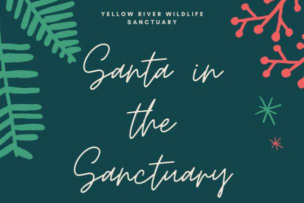 Santa in the Sanctuary