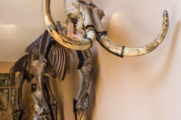 Museum of Native American History