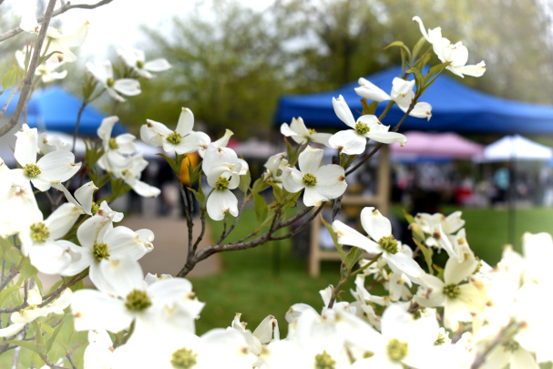 Dogwood Festival