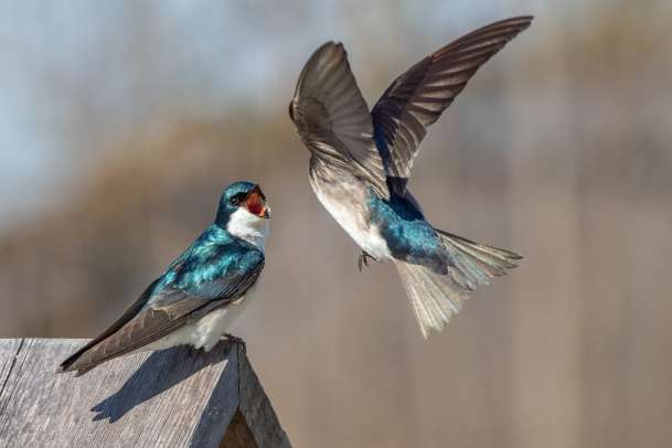 Two birds